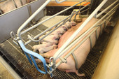 Case de mise bas