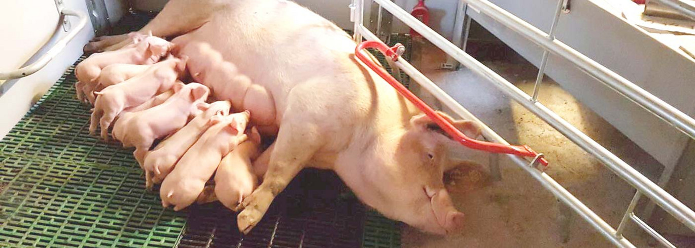 Welsafe-farrowing-pen-top Welsafe-farrowing-pen-top