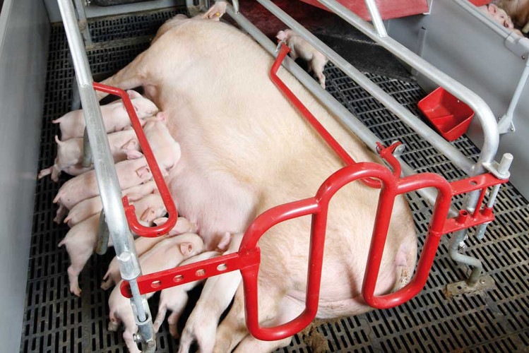 Truie avec ses porcelets dans une case de mise bas