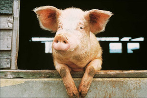 Auges pour porcs Auges pour porcs