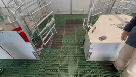 VID-20250206-WA0006