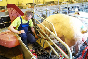 Comfort Plate in farrowing unit