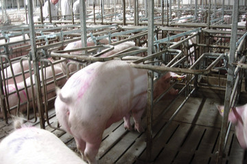 Bloc gestantes