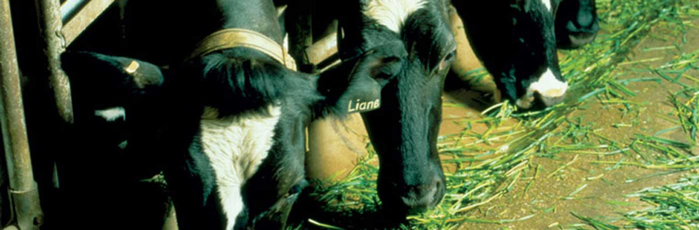 Auges pour bétail Auges pour bétail