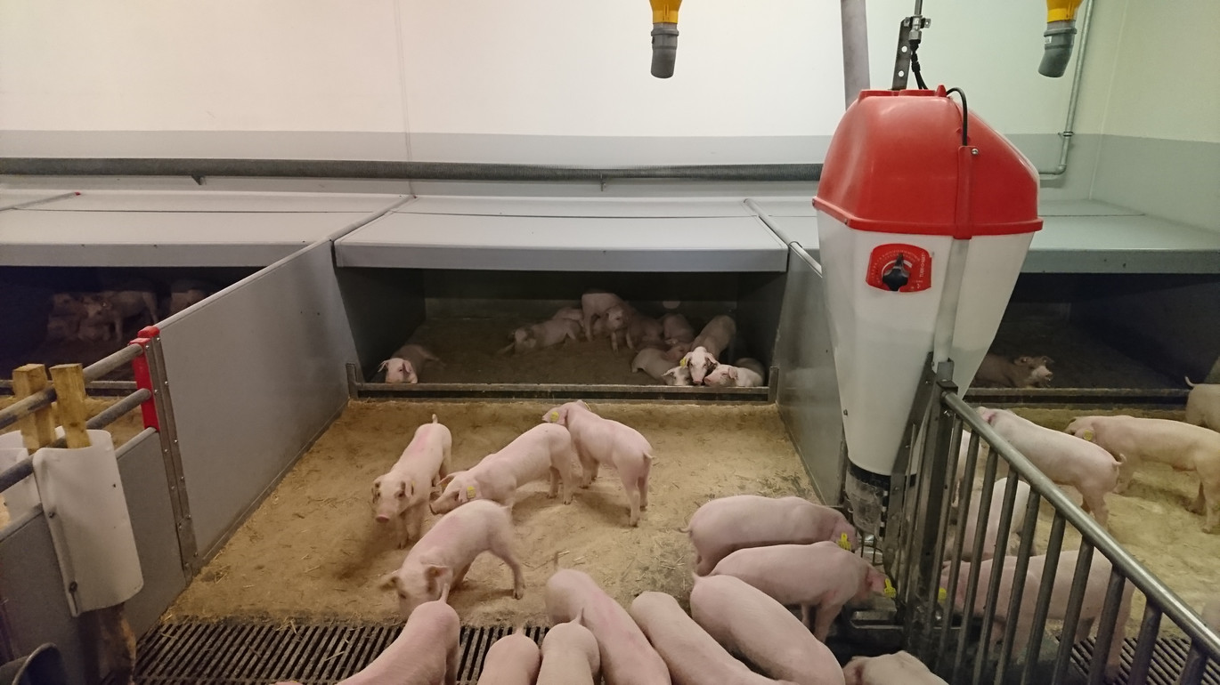 Salle de post-sevrage avec nourrisseurs TUBE-O-MAT