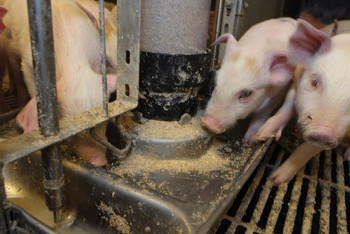Systèmes d'alimentation sèche