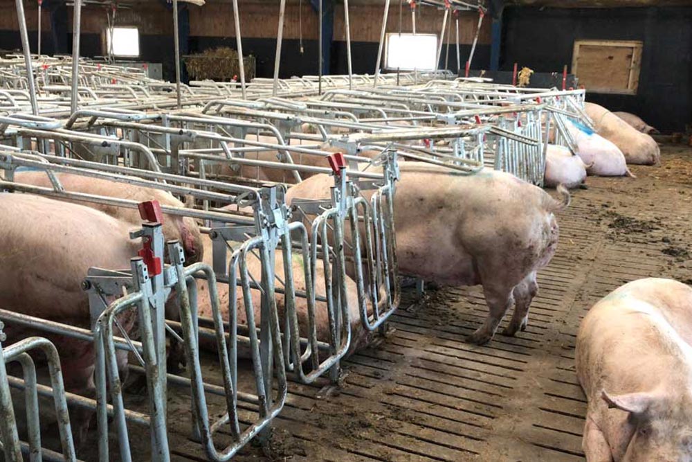 MAG-Box: Cage d’insémination et de gestation autobloquante