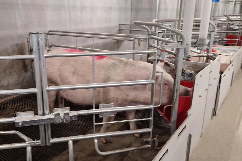 FarrowComfort | Case de mise bas pour truies en liberté